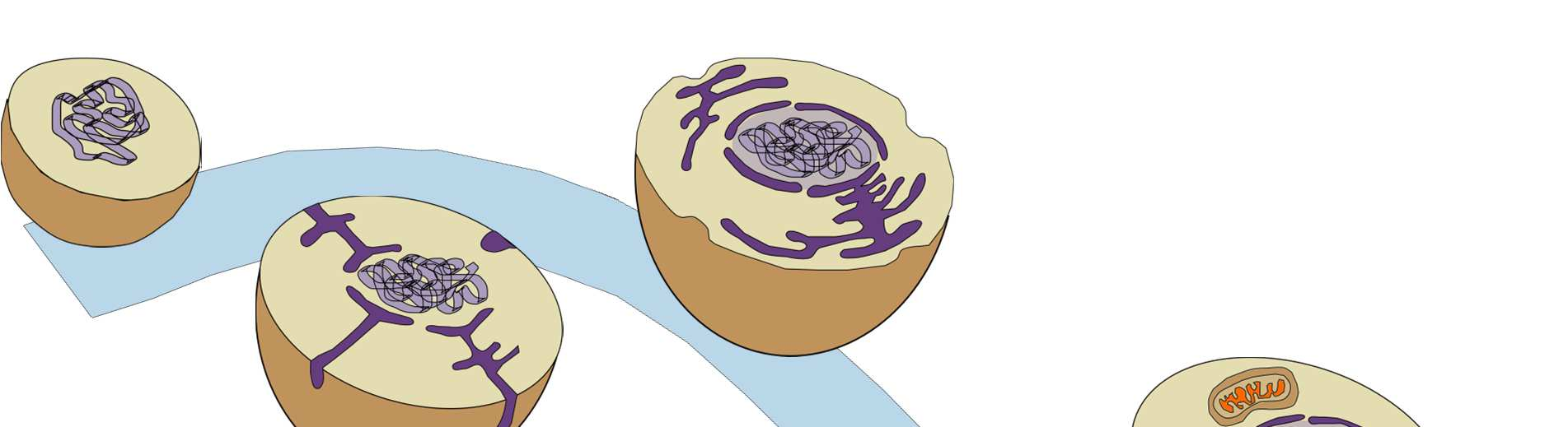 Warum haben Mitochondrien ein Genom?