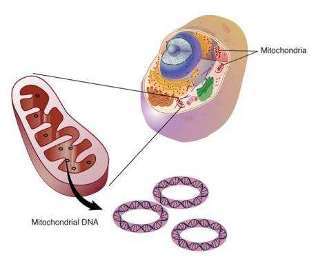 Das Mitochondriengenom Mitochondrien werden über die Mutter vererbt Mitochondrien können sich selbst