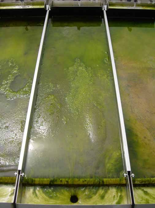 System Algenrasenfilter ARF Die Algen wachsen gezielt im ARF und entziehen dem Wasser Phosphor damit wird Algenwachstum im Schwimmteich reduziert oder verhindert Kontrolle der