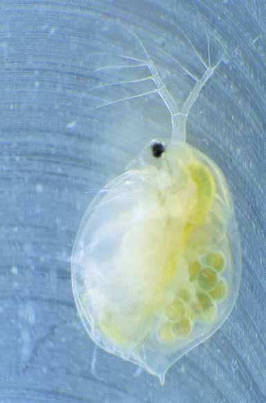 Zooplankton die