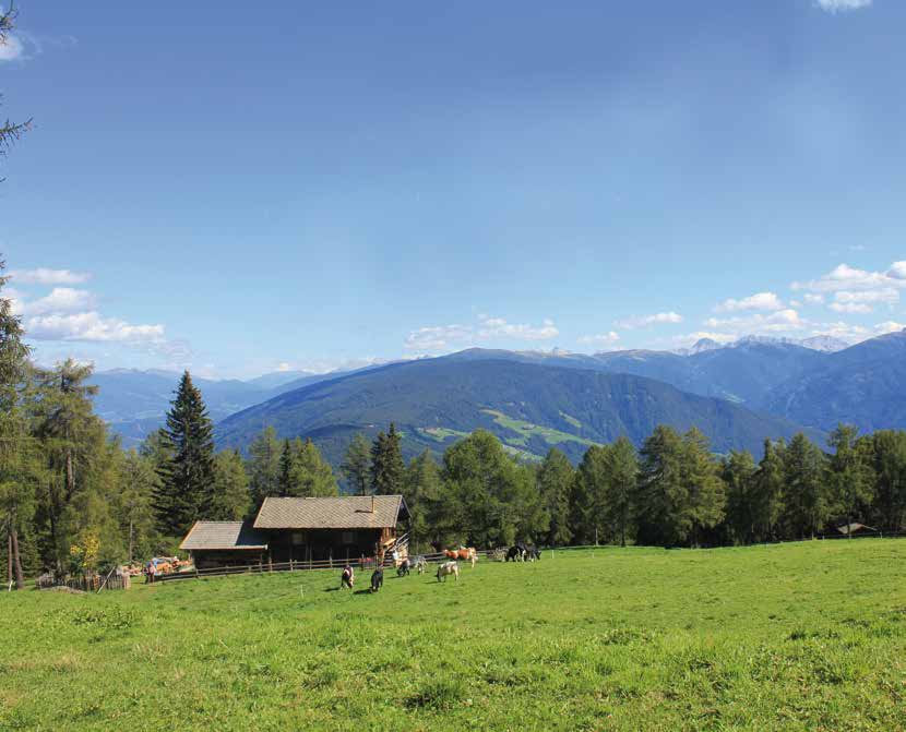 Familieneigene Alm Lustige Ausflüge auf unserer Almhütte mit zünftiger Bergjause Tirolerabende mit Hausmusik Landwirtschaft mit hauseigenen Produkten Getreidemühle mit Wasserantrieb zur Besichtigung