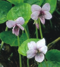 bistorta Viola palustris Blüte: März-April,