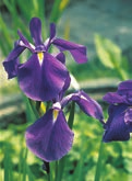 5 Lobelia siphilitica Iris laevigata