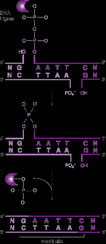 DNA-KLONIERUNG: LIGATION - DNA Ligase: ein Enzym, das DNA- Moleküle zwischen einem 5 -Phosphat- Ende und einem 3 -OH-Ende miteinander verbinden kann - DNAs