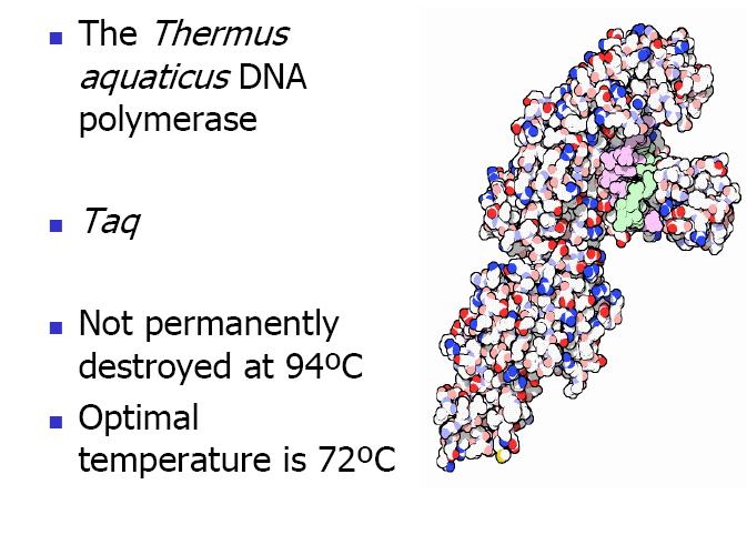 Taq-POLYMERASE Thermus aquaticus DNA-Polymerase Taq Taq-Polymerase wird bei 95 C nicht zerstört!
