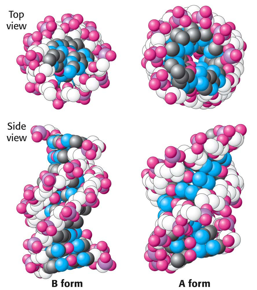 Struktur der DNA A-Helix: dehydratisierte