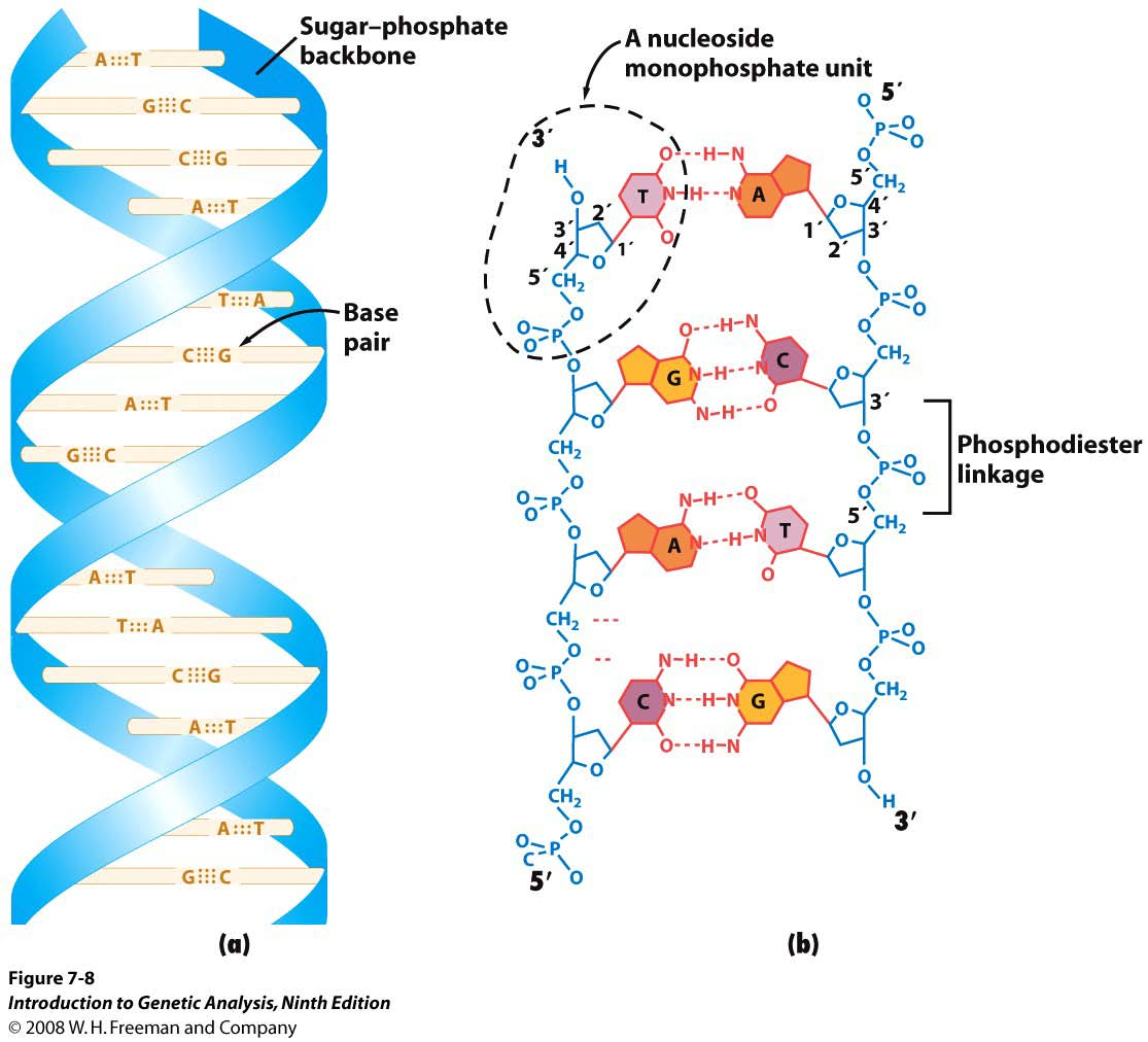 Struktur der DNA Zwei Polynukleotidketten in