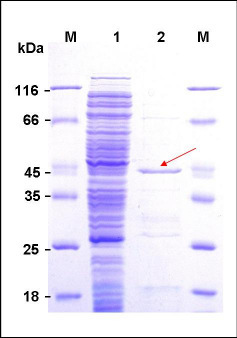 III. Experimente und Ergebnisse 89 beste Proteinaufreinigung von BpiB01 mit dem in pet21a klonierten bpib01-gen möglich war (Abbildung 31), das Protein besaß eine Größe von ca.