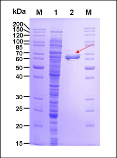 III. Experimente und Ergebnisse 91 Sequenzierung überprüft, danach gemäß Protokoll in den E. coli Überexpressionsstamm BL21 pril transformiert.