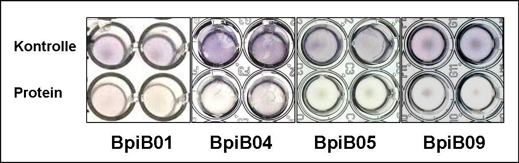 III. Experimente und Ergebnisse 94 violaceum-zellen vermischt. Die Ansätze wurden anschließend ÜN bei 30 C für etwa 16 h inkubiert. Die Auswertung zeigte, dass alle BpiB-Protein-haltigen Ansätze C.