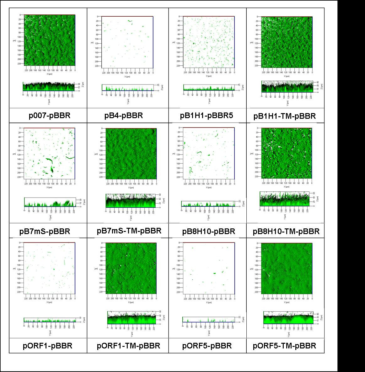 III. Experimente und Ergebnisse 84 Abbildung 28: P.aeruginosa PAO1-Biofilmbilder nach SYTO9-Färbung nach 72 h Anzucht in mapm-medium.