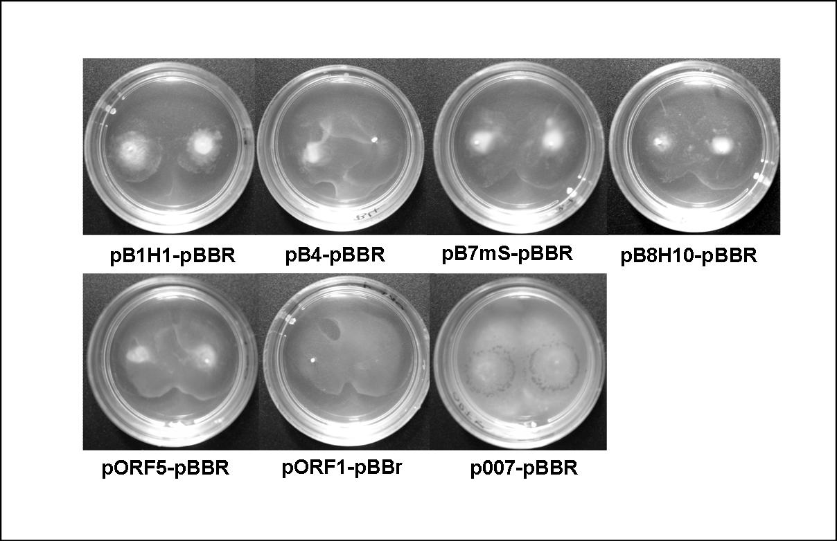 III. Experimente und Ergebnisse 85 5. Komplementation der P. aeruginosa Klone durch AHL-Zugabe 5.