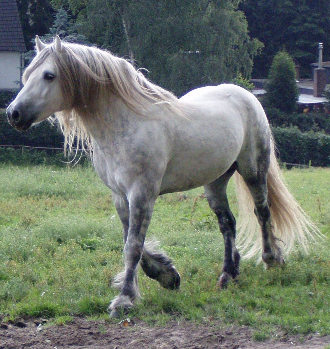 IG Highlandpony "DER CLAN" Herkunft Rassestandard