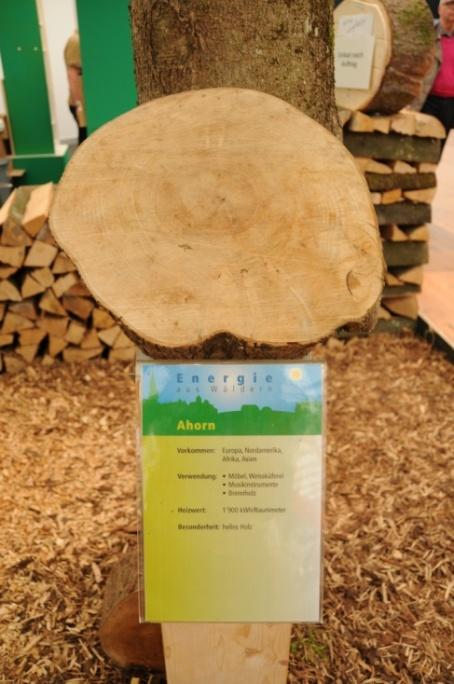 Holzarten unserer Wälder 9 Baumquerschnitte verschiedener Baumarten mit Beschriftung