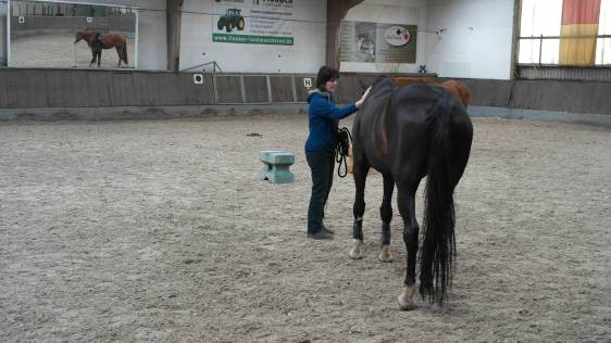 Schon nach kurzer Korrektur durch Frau Gabor verbesserte sich die Kommunikation zwischen den Teilnehmern und ihren Pferden.