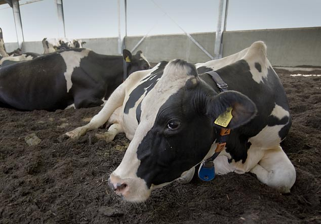 arme Stallböden sind gefragt, der Staat will klimafreundliches Bauen fördern. Auf der anderen Seite rechnen die Wissenschaftler aufgrund der EU-Pläne mit schärferen Haltungsvorschriften für Milchkühe.