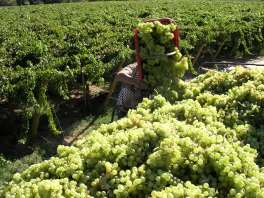 In Mendoza, am Fuße einer ca. 7000 Meter hohen Bergkette gelegen, kann man diese und andere Weine bei einer Vielzahl der tausenden von Winzer probieren.