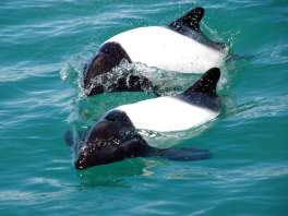 Auf der Halbinsel versammeln sich Wale, um ihre Jungen zur Welt zu bringen, nach Seelöwenbabys jagende Killerwale, riesige, ihren Harem bewachende See- Elefanten, schleichende Füchse, grasende