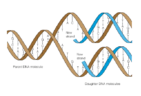 DNA wird