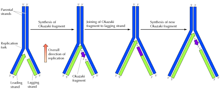 Der leading strand wird kontinuierlich in 5 -> 3 Orientierung in Richtung der Replikationsgabel synthetisiert.