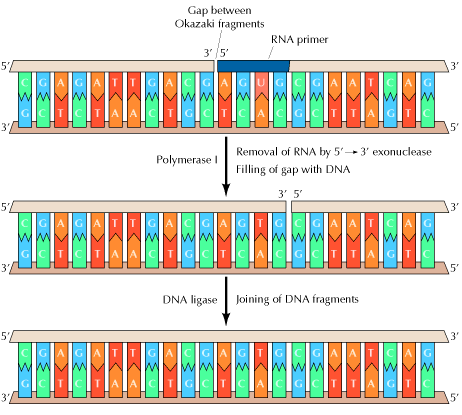 Die DNA Polymerase I entfernt RNA-Primersequenzen mit ihrer 5-3 Exonukleaseaktivität und füllt die Lücken zwischen den