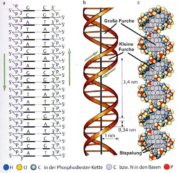 4.2 DNA und Chromatin DNA-Struktur Die DNA (Desoxyribonukleinsäure) ist eine Doppelstrangstruktur, die aus zwei antiparallel verlaufenden Einzelsträngen, die jeweils aus sehr vielen, kovalent