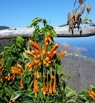 Dann folgt eine gemütliche Wanderung zum erst 1971 ausgebrochenen Vulkan Teneguia im Südzipfel der Insel.