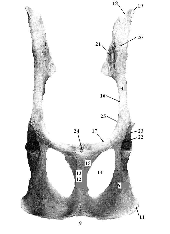 (1995) Ala ossis ilii (1), Spina iliaca dorsalis cranialis (2) et caudalis (3), Corpus ossis ilii (4), Incisura ischiadica major (5),