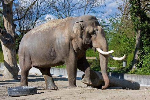 Aktuelles Maxi's 30-Jahr Dienstjubiläum Mit dem Einzug des damals 11 Jahre alten Elefantenbullen MAXI hat im Zoo Zürich eine Erfolgsgeschichte begonnen. Am 15.