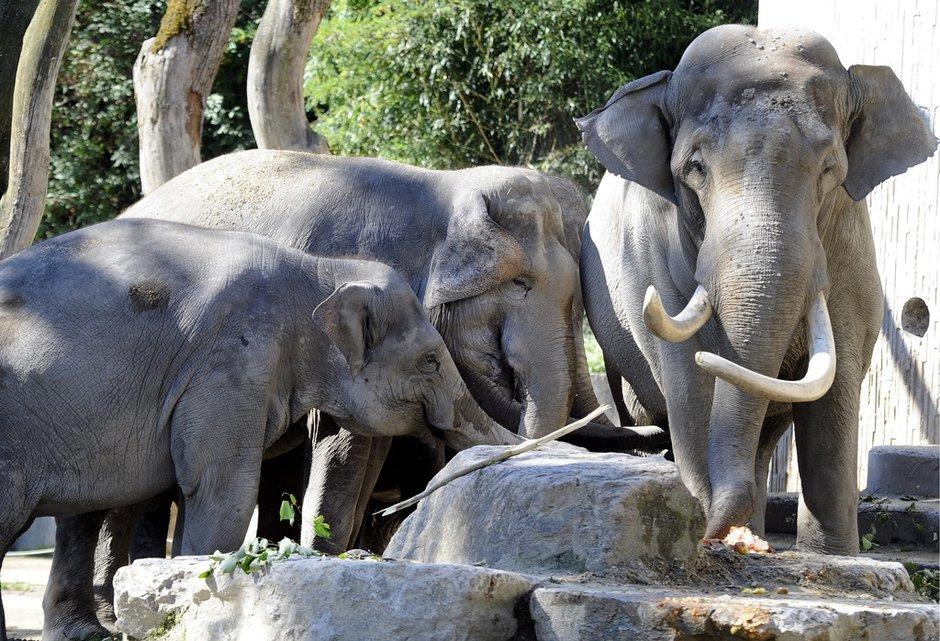 Hat man bei der ersten Geburt die Mutter noch von der Gruppe abgetrennt, kommen die Jungtiere heute in der Herde zur Welt, ein weiterer Schritt zu einer optimalen Haltung unserer Elefanten.