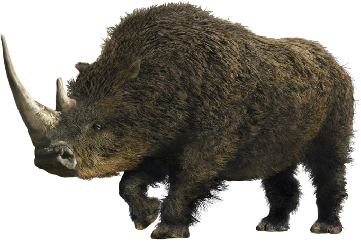 Wollnashorn Wollnashörner waren so groß wie heute lebende Nashörner. Sie hatten zwei Hörner, eines davon war besonders lang und spitz.