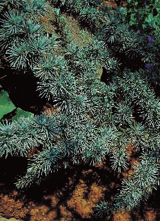 Cedrus atlantica Atlas-Zeder Pinaceae, Kieferngewächse Heimat: Algerien, Marokko (Atlasgebirge). Wuchs: Breit aufrecht mit pyramidaler Krone, im Alter schirmförmig. Borke grau und rau.