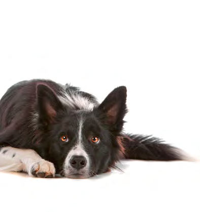 Produkt Inhalt Preis in DOG 7 BALANCE Innovative Premium-Trockennahrung für Hunde MINI CROQUETTE Vollwertnahrung speziell für kleine Hunde naturbelassen & nährstoffreich 2,5 kg Beutel 13,24 CLASSIC