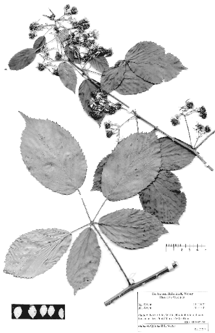 Rubus wittigianus eine sich ausbreitende Brombeerart