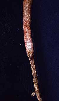 des Kohlhernieerregers (Sporen überleben im Boden als Dauersporen und können zusammen mit verwehten Bodenteilchen