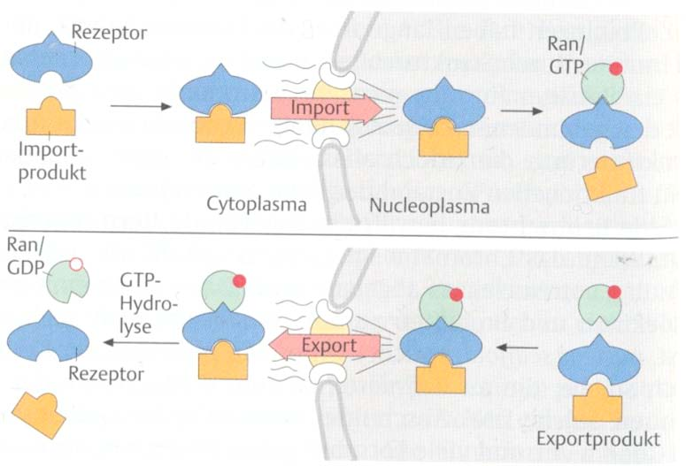 Wenn ein Importin-Cargo-Komplex das Nukleoplasma erreicht, trifft er auf Ran-GTP (Ras im Nucleus), das an den Komplex bindet und seine Dissoziation stimuliert.