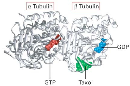 Jedes Heterodimer bindet zwei Moleküle GTP: α-tubulin bindet GTP irreversibel (nicht hydrolysierbar; Bindestelle an Kontaktfläche des α und β Monomers) und