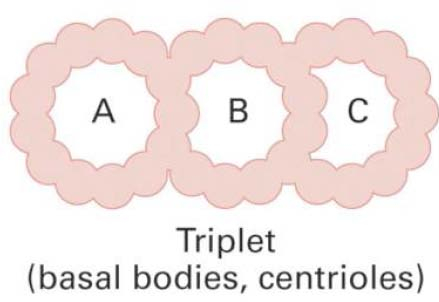 Nahezu alle Mikrotubuli in einer Zelle bilden eine Röhre (= Singulettstruktur), in der die Untereinheiten seitwärts gegeneinander versetzt sind (bilden Spirale oder