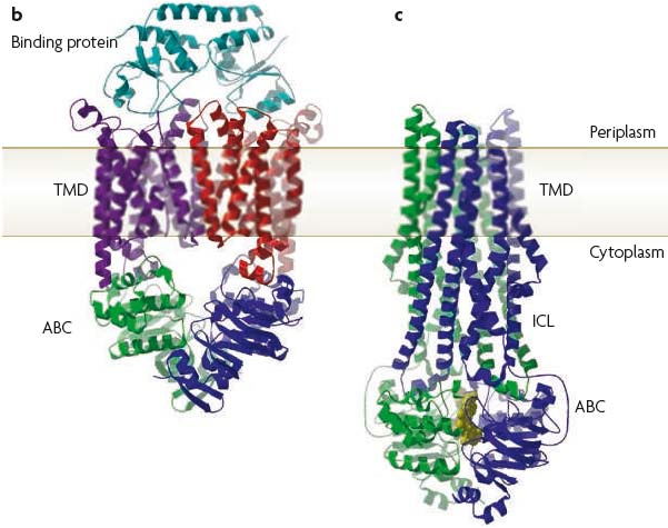 katalysiert, im Komplex mit dem assoziierten Bindeprotein BtuF und rechts den Multidrug Exporter Sav1866 aus S.aureus.