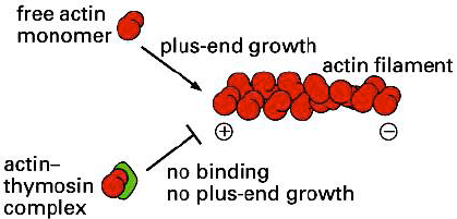 Bei der Bindung zwischen G-Aktin und anderen Proteinen wird die ATP/ADP Bindetasche blockiert, sodass ein Austausch verhindert wird.