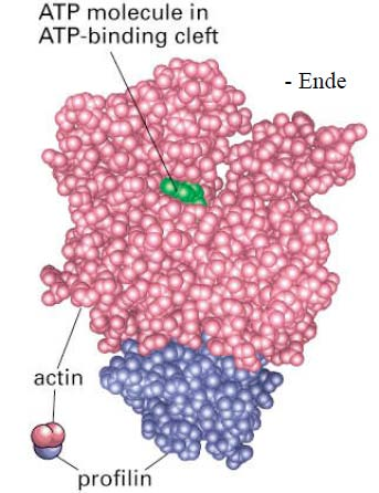 So werden die freigesetzten ADP-G-Aktin Moleküle wieder in ATP-G-Aktin umgewandelt und der ATP-G-Aktin Pool wieder aufgefüllt. Profilin konkurriert mit Thymosin um die Bindung an G-Aktin.