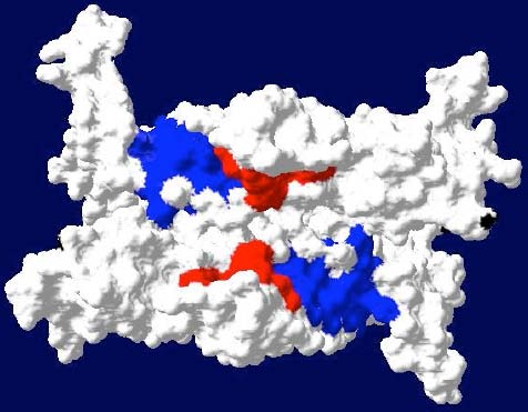 Es handelt sich um ein molekulares Chaperon, welches das Protein in einem kompetenten Zustand hält. Die Abbildungen zeigen die Tertiär- und Quartiärstrukturen von SecB.