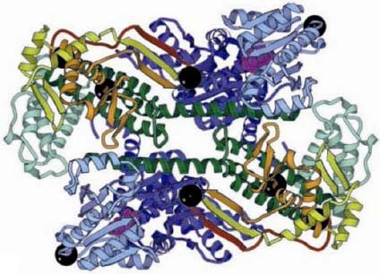 Die Funktion der weiteren Domänen und der Mechanismus mit dem SecA die Polypeptide durch das Translokon SecYEG drückt ist nicht sicher bekannt.