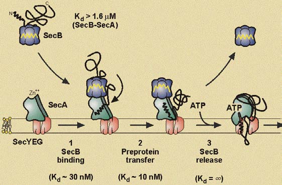 Nach der durch die Bindung des Preproteins und SecB ausgelösten Konformationsveränderung in die offene Form wird die Signalsequenz mit einer erhöhten Affinität gebunden.