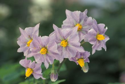 Kreuze die richtige Antwort an: O 4 m O 10 m O 1 m Wenn die Kartoffelpflanze blüht, hat sie wunderschöne weisse bis violette Blüten. In der Mitte siehst du die gelben Staubbeutel.