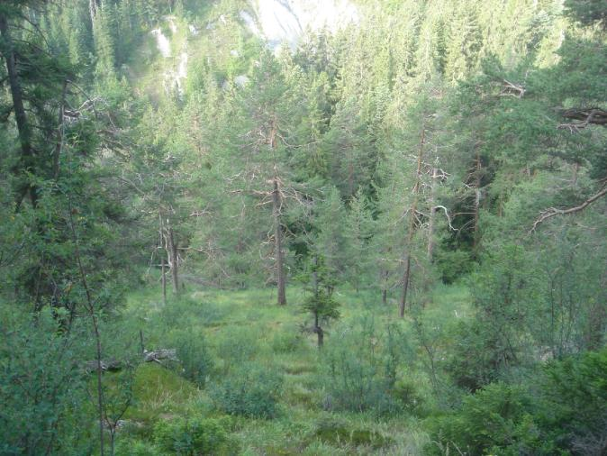 Waldföhrenwälder An sonnenexponierten, sehr trockenen Lagen finden sich kleine Ausbildungen dieser Wälder. Der Übergang zum Erika- Fichtenwald (53*) ist fliessend.