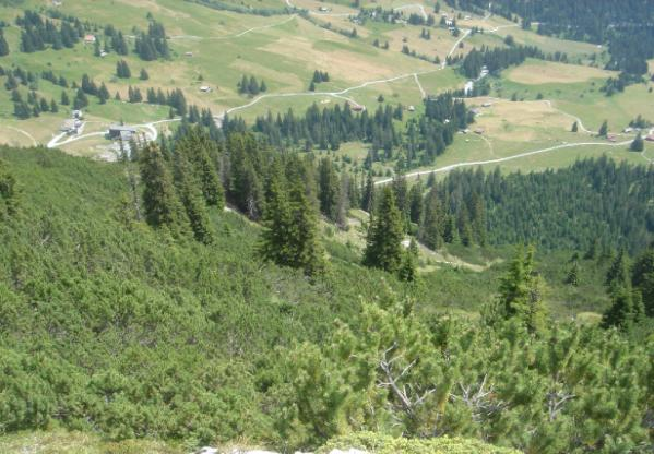 200 250 Tfm/ha Bergföhrenwälder Dichte, nur wenige Meter hohe Legföhrengebüsche auf Kalk, am schattigen Steilhang von Crap Tarschlims vorkommend.