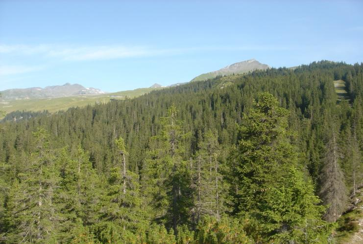 Tannen-Fichten-Wälder auf basischer Unterlage (hochmontan) Tanne und Fichte sind Klimaxbaumarten. Bei langsamer Verjüngung unter Schirm ist die Tanne stärker vertreten.