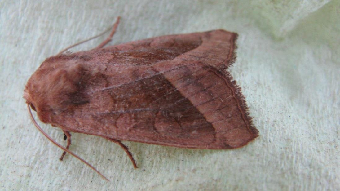 Der Schädling Markeule Schmetterling (Nachtfalter) aus der Familie der Eulenfalter (Noctuidae)