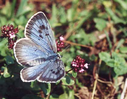 Lebensräume Trotzdem gibt es auch im Gebirge Bedrohungen für Schmetterlinge: Nutzungsänderungen in der Almwirtschaft (Intensivierungen, Auflassen, Aufforstungen) führen zu einem